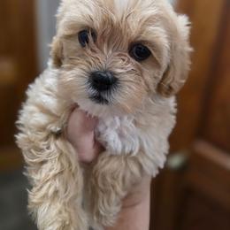 Macey - Cream and white female Shih Tzu puppy in Muscatine, Iowa from Prairie Creek Puppies