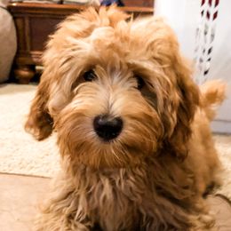 Walker - Goldendoodle