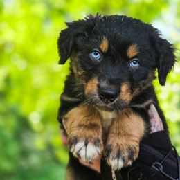 Australian Shepherd Puppies from Kenmont Kennels
