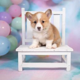 American Corgi and Pembroke Welsh Corgi Puppies from Constellation Corgi