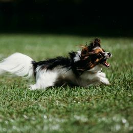 Riolu - Papillon