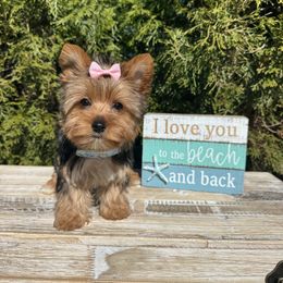 Perfection - Black and tan Yorkshire Terrier puppy in North Chelmsford, Massachusetts from Coastal Yorkshire Terrier Yorkies & Biewer Terriers