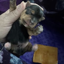 Boy 1 - Black and tan Yorkshire Terrier puppy in Tangipahoa County, Louisiana from Riche’ Louisiana Yorkies