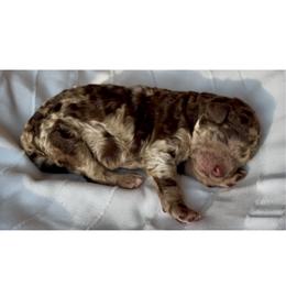 Girl 7 - Merle female Goldendoodle puppy in Sterling, Connecticut from Justine’s Retrievers and Doodles