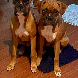 Boxer Puppies from Starlight Boxer Corner