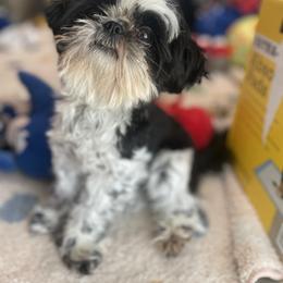 Shih Tzu Puppies from Aloha Shih Tzu