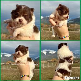 AKC Vecna - Chocolate parti male Pomeranian puppy in Saint Ignatius, Montana from Pomeranians Montana
