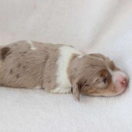 Bluey (3675) - Dapple female Dachshund puppy in Sonora, Kentucky from Maple Hill Miniature Dachshunds