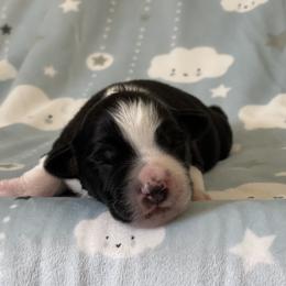 Jett - Black tri male Miniature Australian Shepherd puppy in Wesley Chapel, Florida from August Oaks Aussies