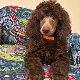 Henry - Solid Brown, Orange Collar Boy - Brown male Poodle puppy in Charlo, Montana from Heavenly Hilltop Farm