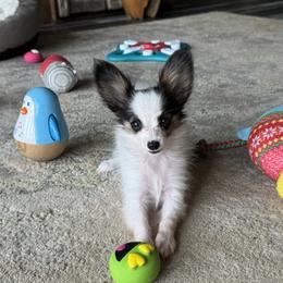 Sadie's Girl - White black and tan female Papillon puppy in Shirley, Arkansas from Lucky Pups