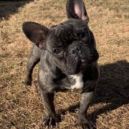French Bulldogs from Capo