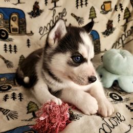 AKC Ghost - Black and white male Siberian Husky puppy in Cedarville, Ohio from Evereve Kennels