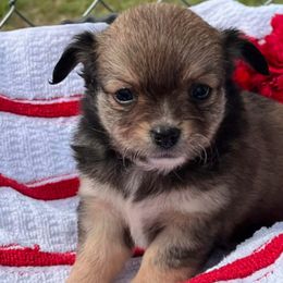 Chihuahuas from High Cotton Chihuahuas