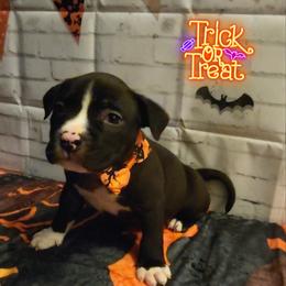 American Bully and Boston Terrier Puppies from Greenberg's Boston Terriers & Bullies of Metro Detroit