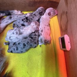 Miniature Australian Shepherd and Toy Australian Shepherd Puppies from Cherry Grove Kennel