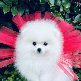 Aurora - White female Pomeranian puppy in Hot Springs, Arkansas from Pomeranian Empire
