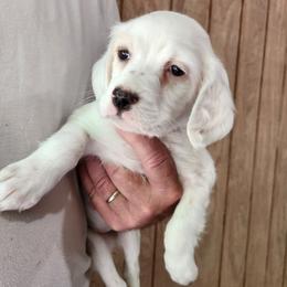 Girl 2 Green - White female Llewellin Setter puppy in North Dinwiddie, Virginia from Pups Furever