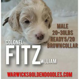 Fitz- Brown Collar - Parti male Goldendoodle puppy in Fort Worth, Texas from Stacy Warwick