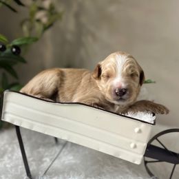 Peter Pan - Gold male Bordoodle puppy in Valley Center, California from Circle R Valley Bordoodls