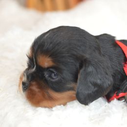 Cavalier King Charles Spaniel Puppies from Diamond Rose Cavalier LLC