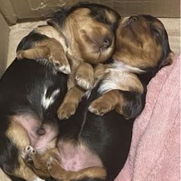 Yorkshire Terriers from Lux Pups