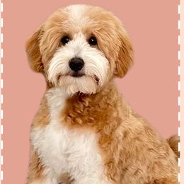 Sylvie - Goldendoodle