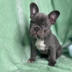 French Bulldog Puppies from Fancy Frenchies