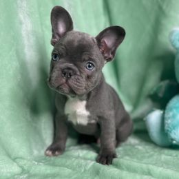 French Bulldog Puppies from Fancy Frenchies