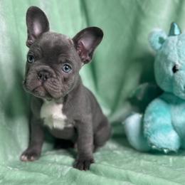 French Bulldog Puppies from Fancy Frenchies