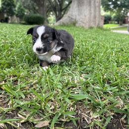 Miniature Australian Shepherd and Toy Australian Shepherd Puppies from Hailey's Miniature Australian Shepherds
