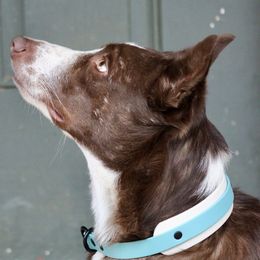 Border Collie All Grown Up from M&D Border Collies