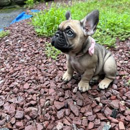 French Bulldog Puppies from Heartfelt Kennels