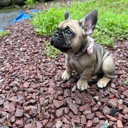 French Bulldog Puppies from Heartfelt Kennels