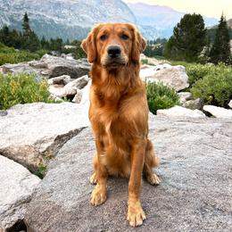 Golden Retriever All Grown Up from Pitchpine Retrievers