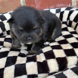 Sooner - Black and tan male Pomeranian puppy in Inola, Oklahoma from My Bella’s Pomeranians