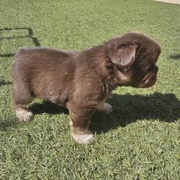 Amora - Tricolors female French Bulldog puppy in Glendale, Arizona from Frenchiepuphub