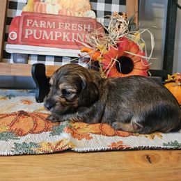 Autumn - Red female Dachshund puppy in Spring Creek, Pennsylvania from Miles of Dachshunds