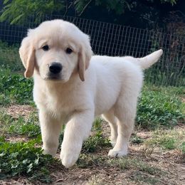 Golden Retriever Puppies from Bear State Golden Retrievers