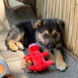 Mercury - Bi-color male German Shepherd puppy in Lake Charlse, Louisiana from Dettaalpha Kennels