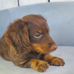 Danni - Chocolate and tan female Dachshund puppy in Mountain Grove, Missouri from Callaway Country Dachshunds