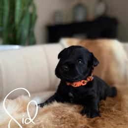 Sid - Black male Miniature Schnauzer puppy in Victorville, California from West Coast Crown  Miniature Schnauzer