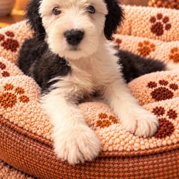 Yellow - Gray and white male Old English Sheepdog puppy in Iowa from Midwest Puppy Paws