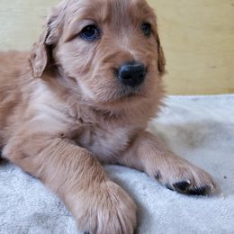 Golden Retriever Puppies from Emma's Golden Puppers