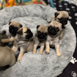 Boy 1 - Fawn male Pug puppy in Live Oak, Florida from Heartstring Pugs