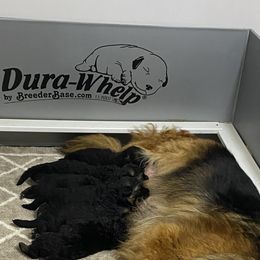 German Shepherd Puppies from Extreme German Shepherds