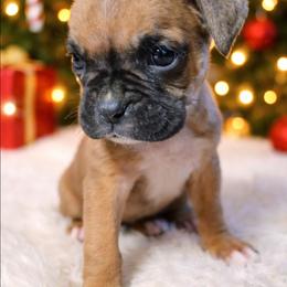 Sammy - Fawn male Boxer puppy in Pine River, Wisconsin from Jenks Boxers