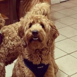 Cavapoos, Cockapoos, Goldendoodles, and Poodles from Jolidoodles