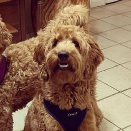 Cavapoos, Cockapoos, Goldendoodles, and Poodles from Jolidoodles