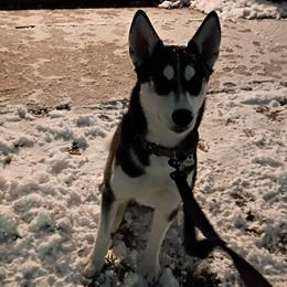 DJ - Companion Cross